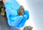 Review of Medical Cannabis Use Finds Little Evidence of Benefit