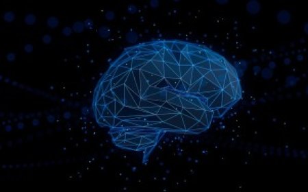 There may be 4 major "inflection points" in the human brain