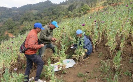 Myanmar: Opium crop hits 10-year high amid conflict and economic collapse