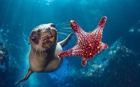 UN ‘high seas’ treaty clears ratification threshold, to enter into force in January