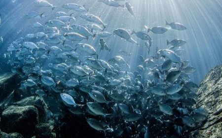 Momentum builds towards marine biodiversity treaty, as experts convene in New York