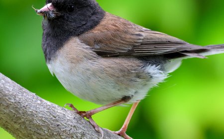 How the Pandemic Lockdowns Changed a Songbird’s Beak