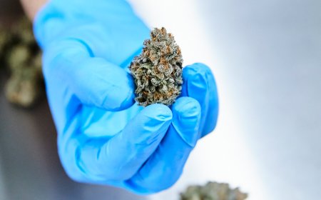 Review of Medical Cannabis Use Finds Little Evidence of Benefit