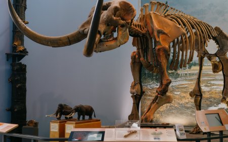 Museum of the Earth and Its Fossil Collection Fight Their Own Extinction