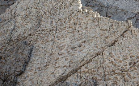 More Than 2,000 Dinosaur Footprints Are Found in the Italian Alps