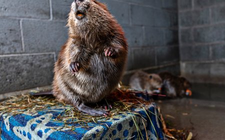 Utah Tries Relocating Beavers to Save Them, and Remake the Landscape