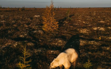 Reporting on Arctic Sovereignty in the Polar Bear Capital of the World
