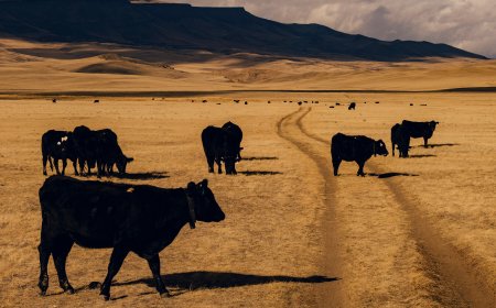 Wyoming Cowboys Are Breaking Down Barriers, Literally
