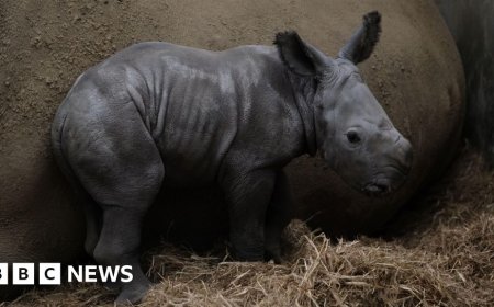 Rhino calf born at park takes wobbly first steps