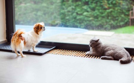 This Shark Carpet Cleaner Is a Game-Changer for Pet Hair and Stains