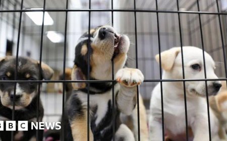 Puppy farm ban promised in plans to improve animal welfare
