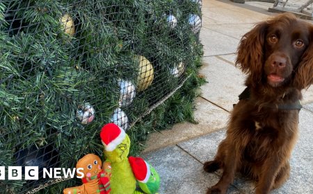 Meet the working dogs that don't stop for Christmas