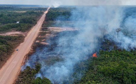 How Blocking Illegal ‘Ghost’ Roads Could Protect Tropical Forests
