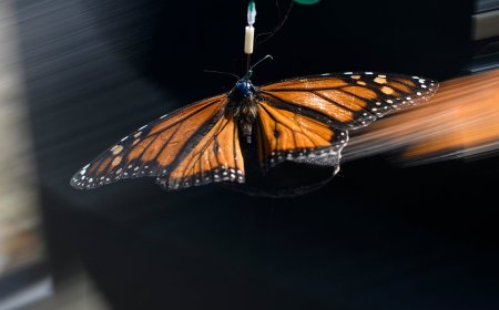 In Pursuit of the Monarch’s Magnetic Sense