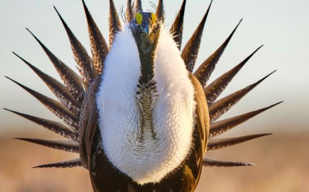 Trump Administration Loosens Protections for Iconic Greater Sage Grouse