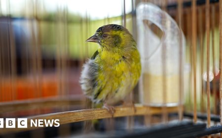 Catching the hunters trapping rare songbirds in China