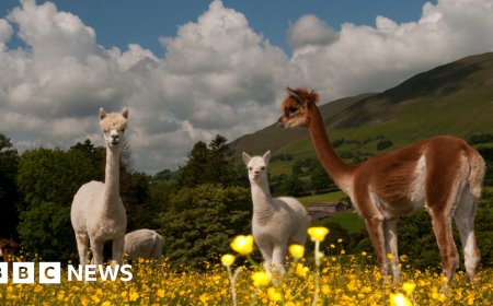 Alpacas, buses and pints: Five laws you may have missed in 2025