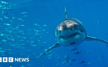 Great white sharks face extinction in Mediterranean, say researchers