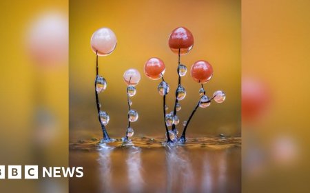 Photographing the hidden world of slime mould