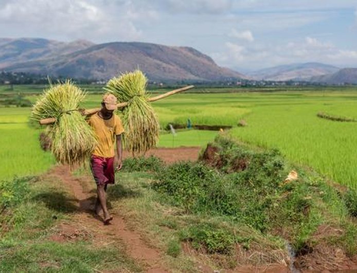 World Food Day LIVE: The task of feeding the world