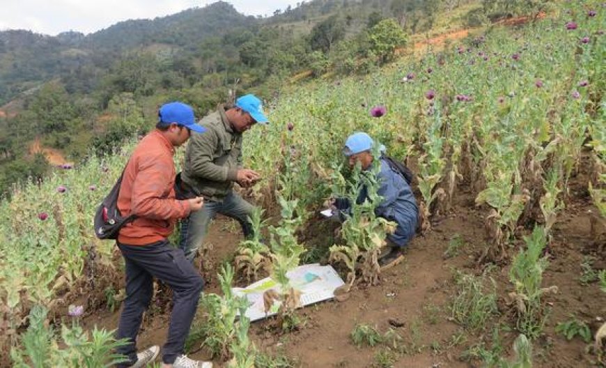 Myanmar: Opium crop hits 10-year high amid conflict and economic collapse