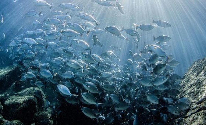 Momentum builds towards marine biodiversity treaty, as experts convene in New York