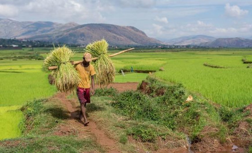 World Food Day LIVE: The task of feeding the world