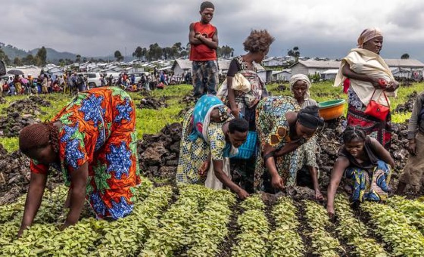 Why are over 670 million people going hungry?