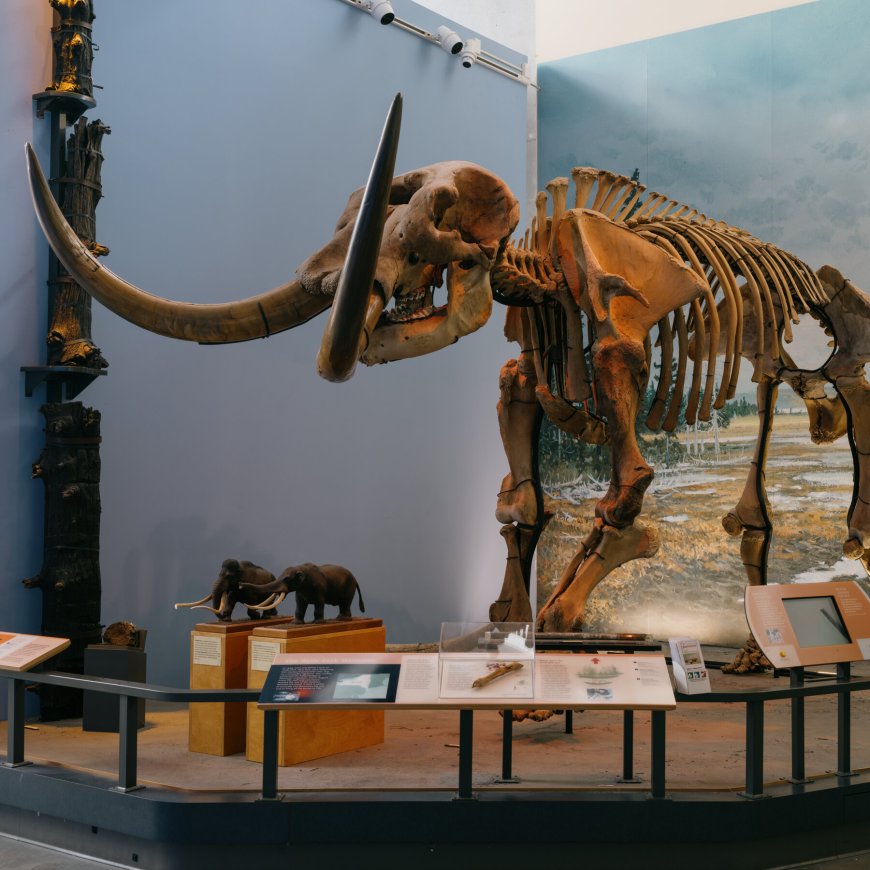 Museum of the Earth and Its Fossil Collection Fight Their Own Extinction