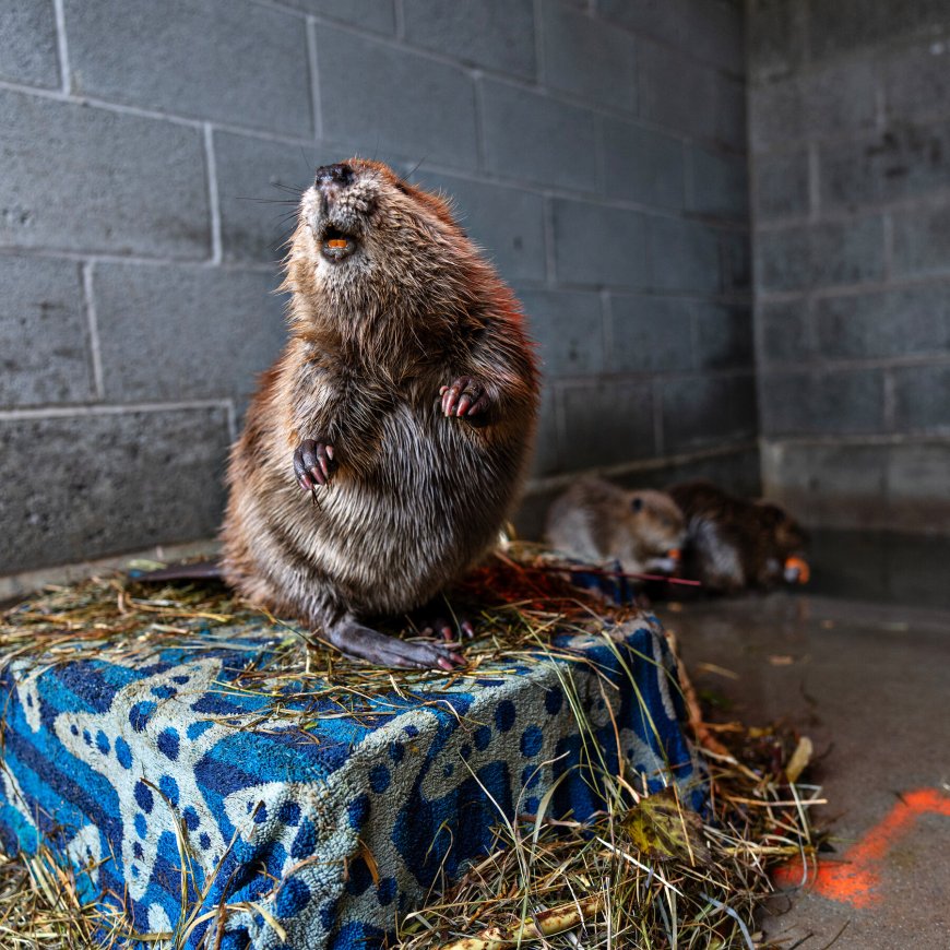 Utah Tries Relocating Beavers to Save Them, and Remake the Landscape
