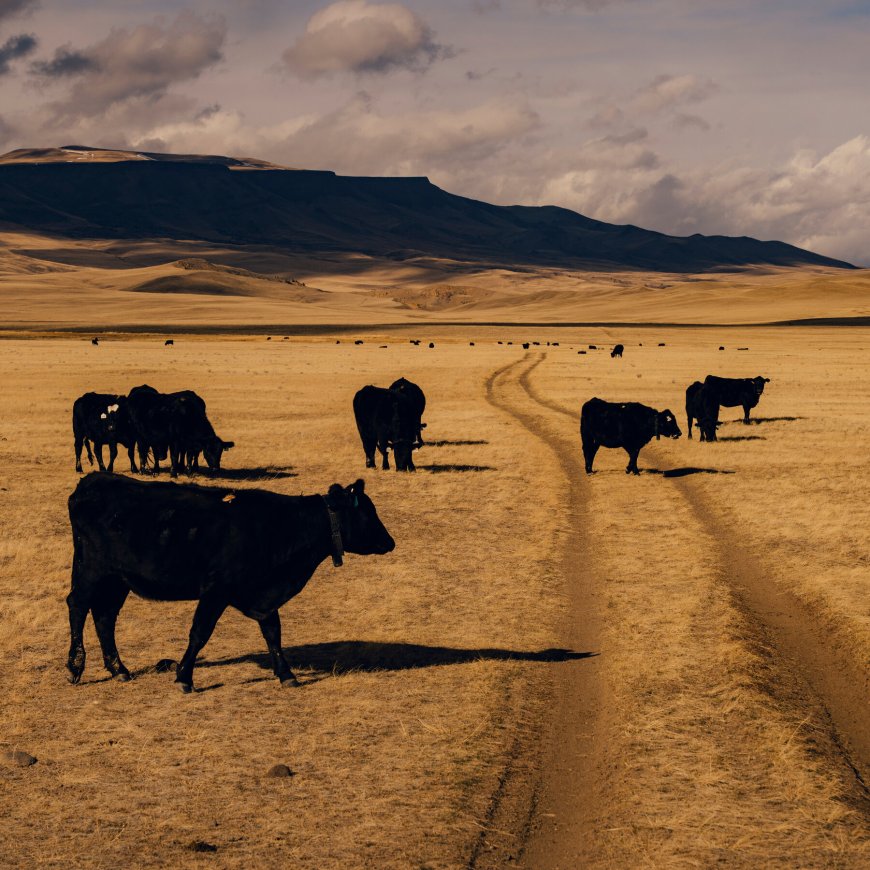 Wyoming Cowboys Are Breaking Down Barriers, Literally