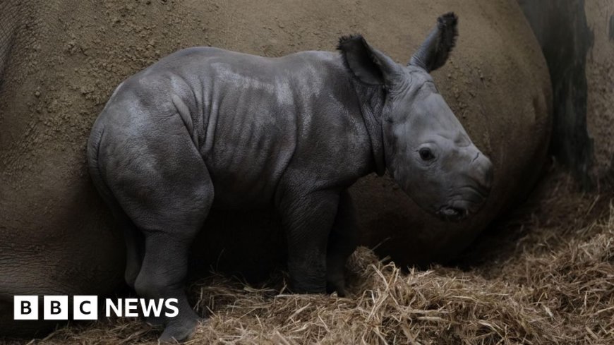 Rhino calf born at park takes wobbly first steps
