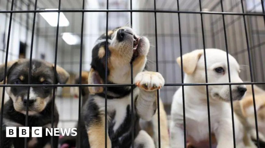 Puppy farm ban promised in plans to improve animal welfare