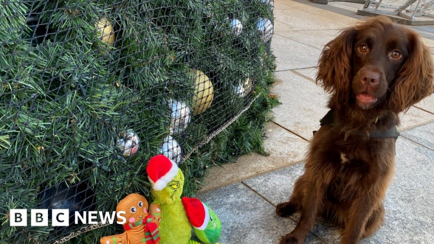 Meet the working dogs that don't stop for Christmas