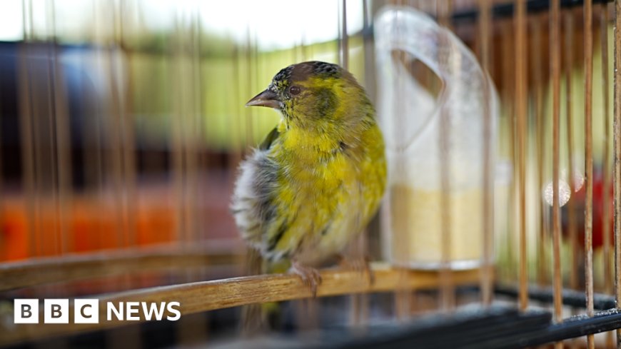 Catching the hunters trapping rare songbirds in China