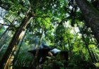 Paper and wood: Forest products show signs of recovery, UN agency says