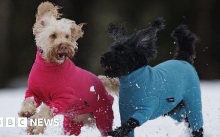 How to look after dogs, cats and other pets in cold weather