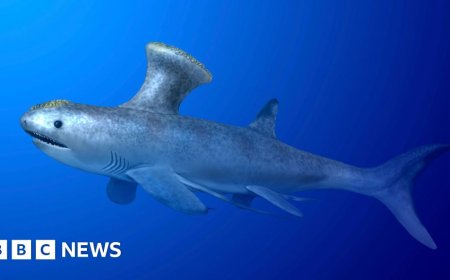 The prehistoric shark found in a suburban town in Scotland