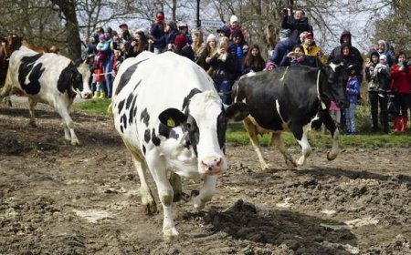 Another Sure Green Thing Dead Bugs