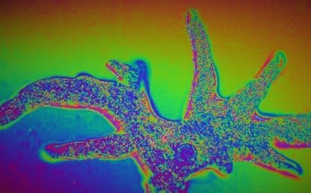 Ethereum bumps blob capacity as it gears for Fusaka upgrade