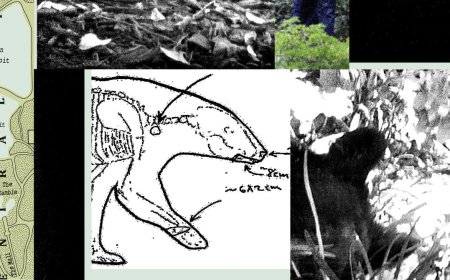 New Records Reveal the Mess RFK Jr. Left When He Dumped a Dead Bear in Central Park