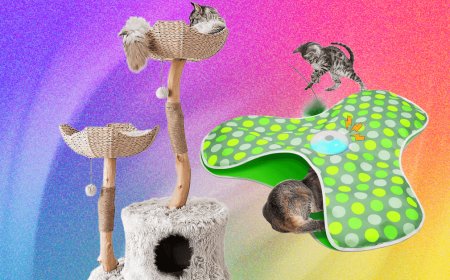 The Best Cat Toys for Your Furry Friend (2026)