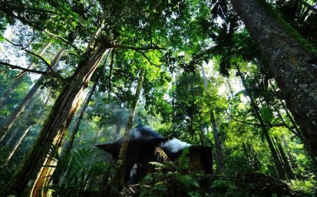 Paper and wood: Forest products show signs of recovery, UN agency says