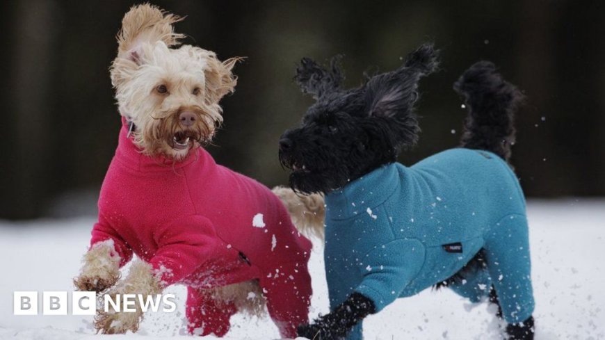 How to look after dogs, cats and other pets in cold weather