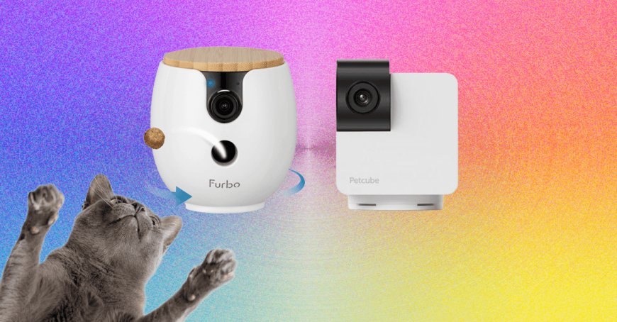 10 Best Pet Cameras (2026), Tested With Our Pets