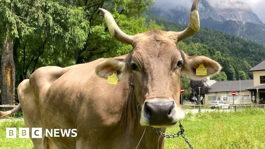 Weekly quiz: How did this cow surprise scientists?