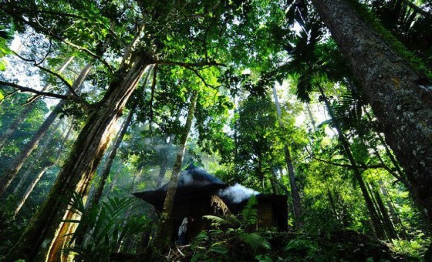 Paper and wood: Forest products show signs of recovery, UN agency says