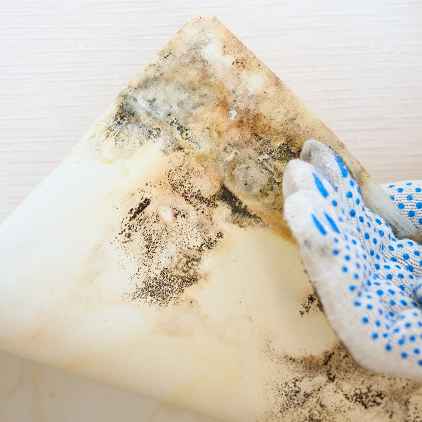 People Are Getting Worried About Household Mold. Should You Be?