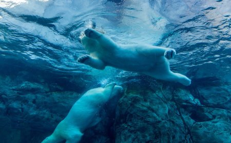 Crypto suffers deeper declines as AI fears send IBM plunging 11%