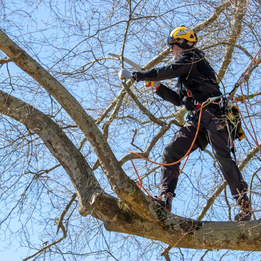 When Do You Need to Call a Tree Doctor?